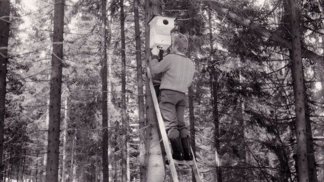 Jaromír Gebas při vyvěšování ptačích budek v Labském dole, rok 1975/1976, zdroj archiv pamětníka.